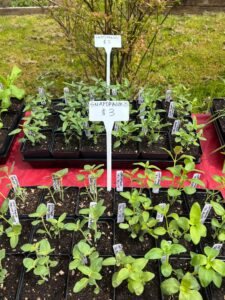 plants (13)