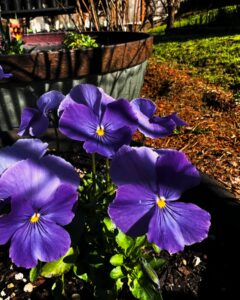 plants (18)